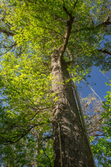A very large cypress tree in the Corkscrew Wildlife Refuge, Florida.
