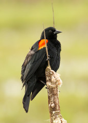 A red-winged blackbird (Agelaius phoeniceus) perched on a cattail.  It is a passerine bird of the family Icteridae found in most of North and much of Central America.