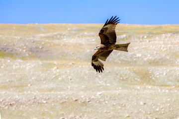 Soaring eagle over the high plains in Western Mongolia.