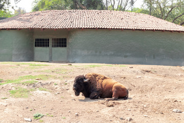 Bisonte 