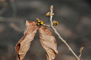 シナマンサクの葉とつぼみ