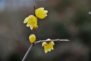 中国原産の落葉樹ロウバイの黄色い花とそのつぼみ