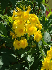 Flores amarillas