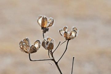 冬の枯れた芙蓉の花