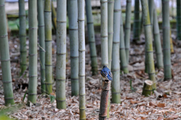 竹林で休むルリビタキ