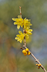 中国原産の落葉樹ロウバイの黄色い花とそのつぼみ