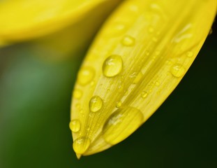 Raindrops On Yellow Flower Petals