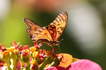 butterfly on flower