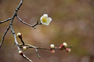 綺麗に咲いた白梅の花