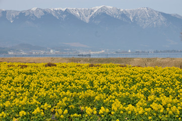 雪山をバックに黄色い菜の花が満開に咲いている