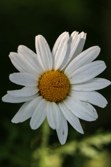 Obraz premium daisy flower close up
