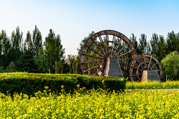canola flowers blooming in Changchun Park, China 