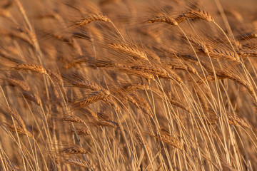 golden wheat field and sunny day. Ripe yellow wheat ears in the harvest season