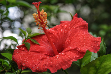 red hibiscus flower