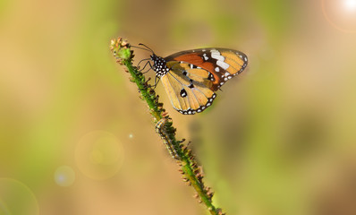 Butterfly Plain Tiger (Danaus Chrysippus) - Butterfly on a flower with a blur background