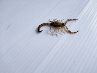 scorpion on wood