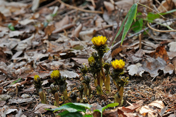 綺麗な黄色の花の咲くフクジュソウの花とつぼみ