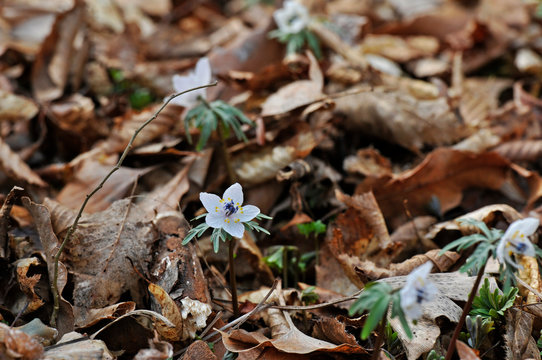 526 Best 日本固有種images Stock Photos Vectors Adobe Stock