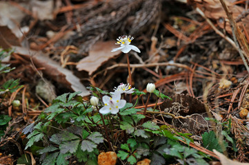 綺麗な小さい白い花が咲くバイカオウレン