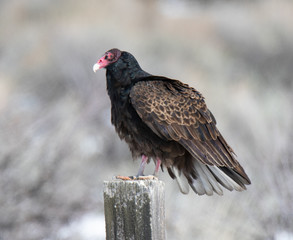 vulture