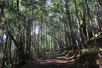 Fototapeta premium trail