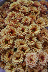 Fototapeta premium close up of a flower