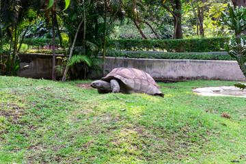 Tortuga gigante