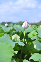 white lotus flower in the garden