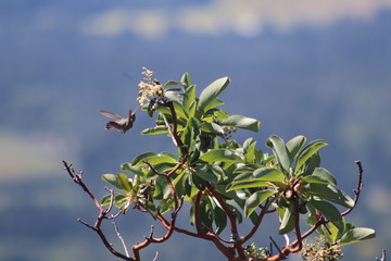 hummingbird