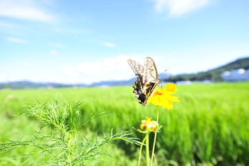 butterfly on a meadow