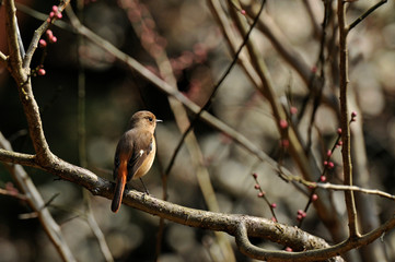冬の枯れた木で休むジョウビタキ