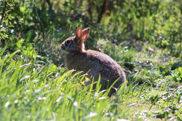 rabbit