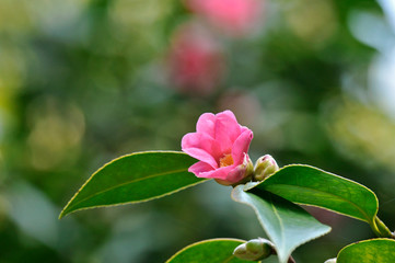 赤い花の咲く椿の紅侘助