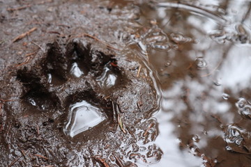 paw print