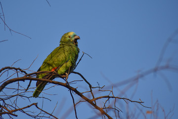 wild turquoise-fronted amazon (Amazona aestiva) yawning, at a park in Buenos Aires