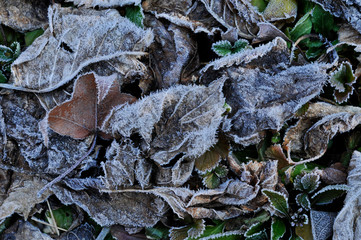 葉に霜が降りた