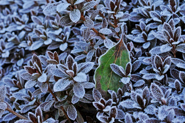 葉に霜が降りた
