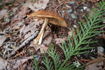 mushroom