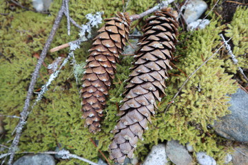 pinecones