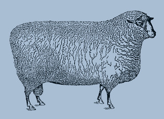 Southdown sheep ram in side view isolated on blue background, after antique illustration from 19th century