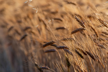 Fototapeta premium golden wheat field and sunny day. Ripe yellow wheat ears in the harvest season