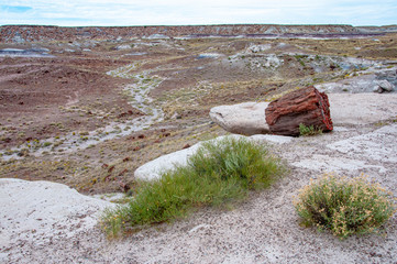 Petrified wood from the Petrified Forest National Park