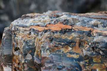 Multicolored stone in a close-up view in petrified wood n the Petrified Forest National Park in Arizona, USA