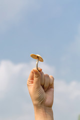 Macro close-up of holding fresh mushrooms under blue sky
