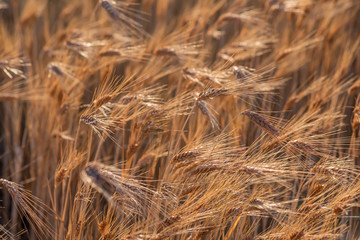 golden wheat field and sunny day. Ripe yellow wheat ears in the harvest season