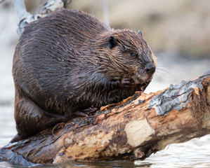 Beaver in the Canadian wilderness