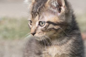 Portrait of cute tabby kitten