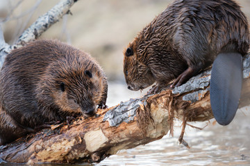 Beaver in the Canadian wilderness - 373377036