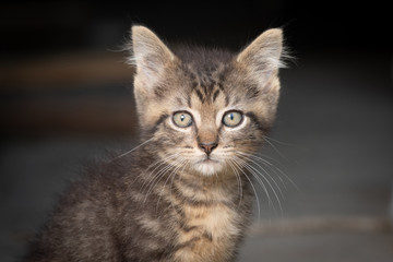 Portrait of cute tabby kitten
