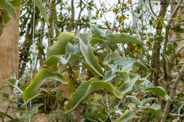 Felt bush (Kalanchoe beharensis) is a plant species in the succulent genus Kalanchoe, and the family Crassulaceae, native to Madagascar.